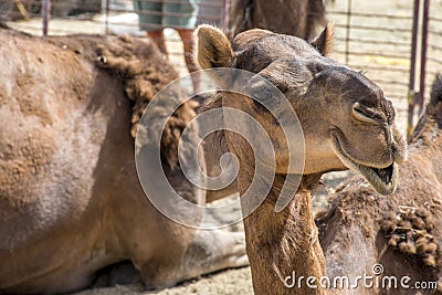 Camel funny sweet looking smiling inside Camera Oman salalah Arabic 4 Stock Photo