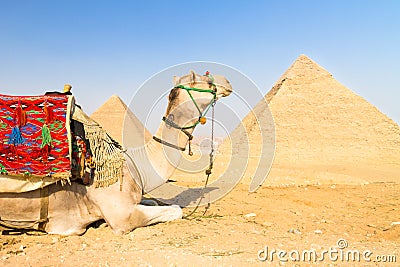 Camel at Giza pyramides, Cairo, Egypt. Stock Photo