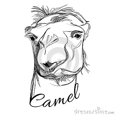 Camel in graphic style Vector Illustration