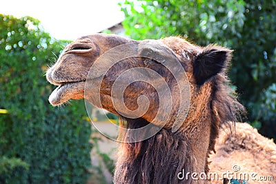 Camel Stock Photo