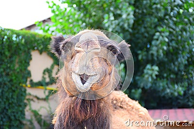 Camel Stock Photo