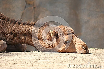 Camel Head Stock Photo