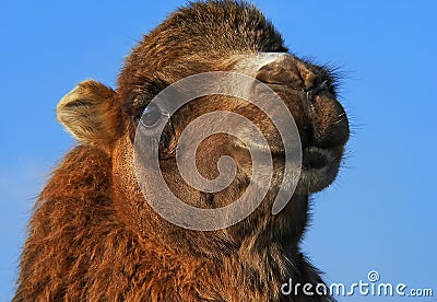 Camel Head on the blue sky Stock Photo