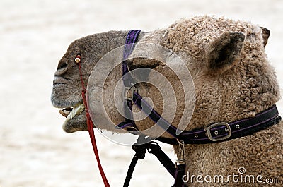 Camel head Stock Photo