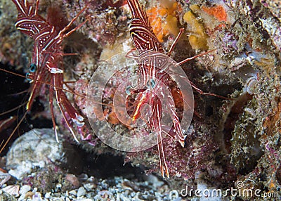 Camel hinge-beak shrimp or Dancing shrimp Stock Photo