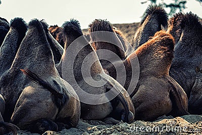 Camel Humps Stock Photo