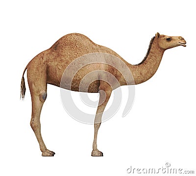 Camel Isolated Stock Photo