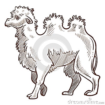 Camel isolated sketch, African desert animal with humps Vector Illustration