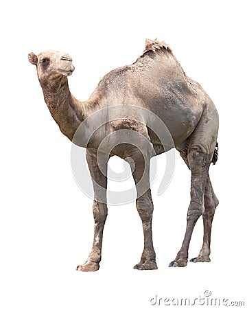 Camel isolated white Stock Photo