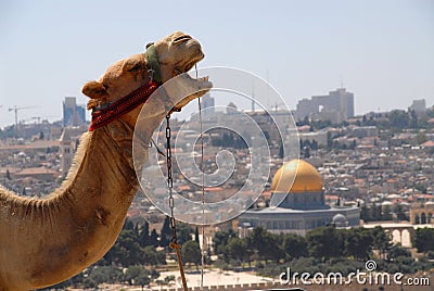 Camel in Jerusalem Stock Photo