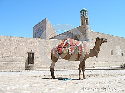 Camel in Khiva,Uzbekistan Stock Photo