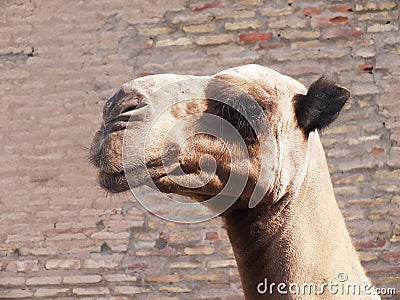 Camel in Khiva Stock Photo