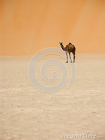 Camel and large dune Stock Photo