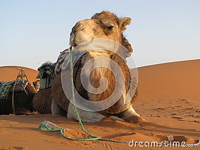 Camel lying down Stock Photo