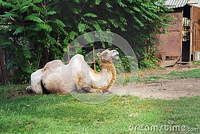 Camel lying on green grass Stock Photo