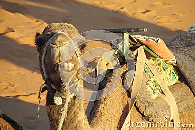 Camel lying on the sand and chewing Stock Photo