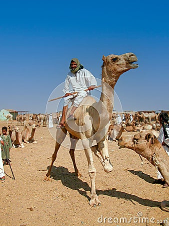 Camel market in the desert of south egypt Editorial Stock Photo