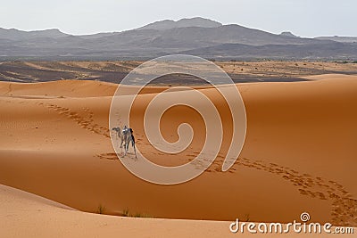 Camel in Merzouga desert, Morocco Stock Photo