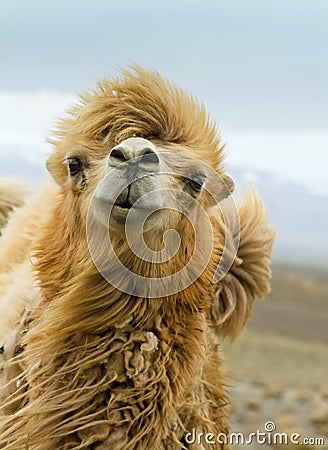 Camel Stock Photo