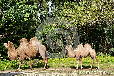 Camel mother and calve wildlife photography Stock Photo