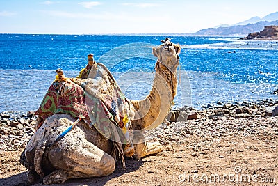 Camel muzzle close up image. Portrait of Camel Stock Photo