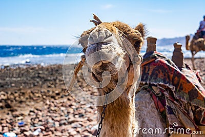 Camel muzzle close up image. Portrait of Camel Stock Photo