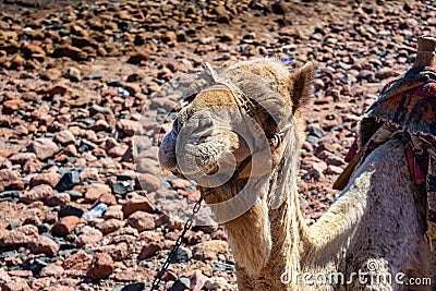 Camel muzzle close up image. Portrait of Camel Stock Photo