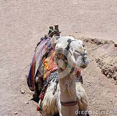 Camel - muzzle close up, Sinai, Egypt. Stock Photo