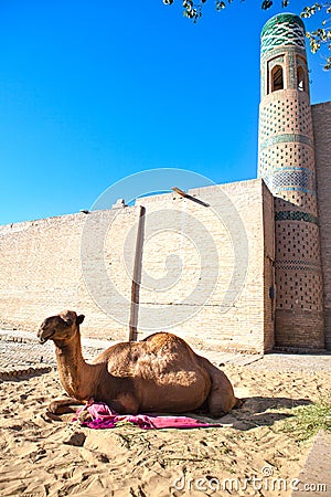 Camel near ancient city wall. Uzbekistan. Khiva Stock Photo