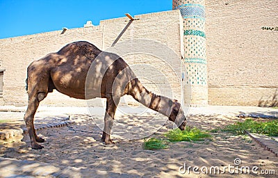 Camel near ancient city wall. Uzbekistan. Khiva Stock Photo