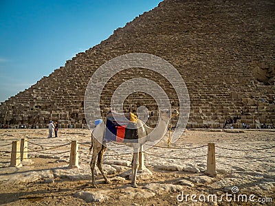 A Camel near the great pyramid of Giza in egypt Editorial Stock Photo