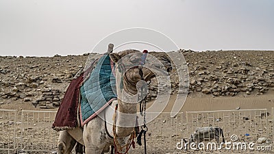 Camel near The Pyramid of Djoser or Djeser and Zoser, or Step Pyramid is an archaeological remain in the Saqqara necropolis, Egypt Stock Photo