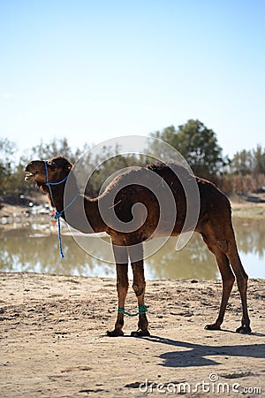 Camel Stock Photo