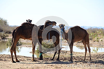 Camel Stock Photo