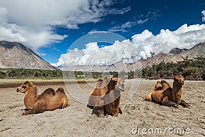 Camel in Nubra valley, Ladakh Stock Photo