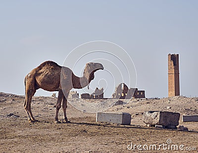 A camel and oldest university remainings in Harran Stock Photo