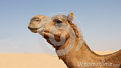 Camel Portrait Stock Photo