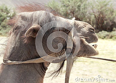 Camel Portrait. Stock Photo