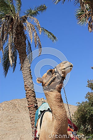 Camel portrait, palm tree Stock Photo