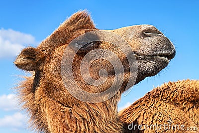 Camel portrait Stock Photo