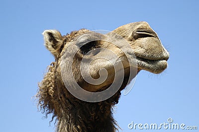 Camel profile Stock Photo