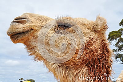 Camel profile Stock Photo