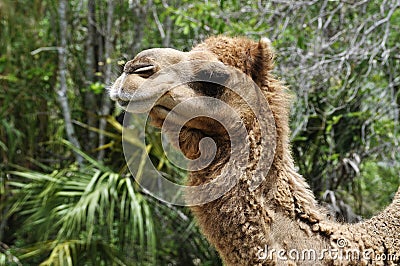 Camel Profile Stock Photo