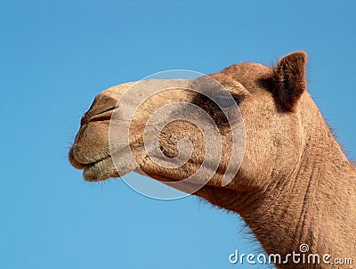 Camel profile Stock Photo