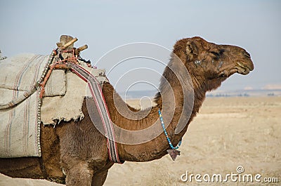 Camel profile Stock Photo