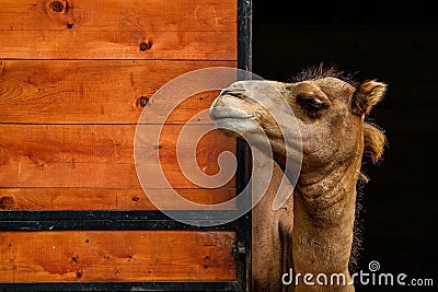 Camel profile near a door Stock Photo