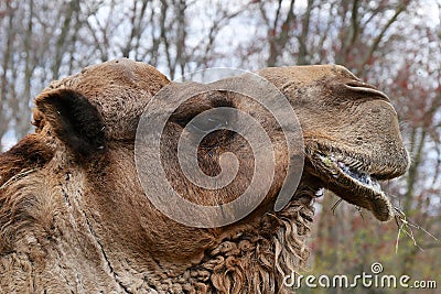 Camel Profile Stock Photo