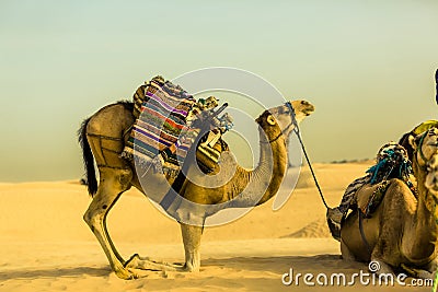 Camel in profile with traditional saddle Stock Photo