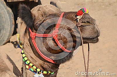 Camel, Pushkar, India Stock Photo