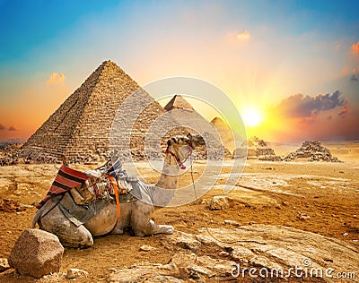 Camel and pyramids Stock Photo